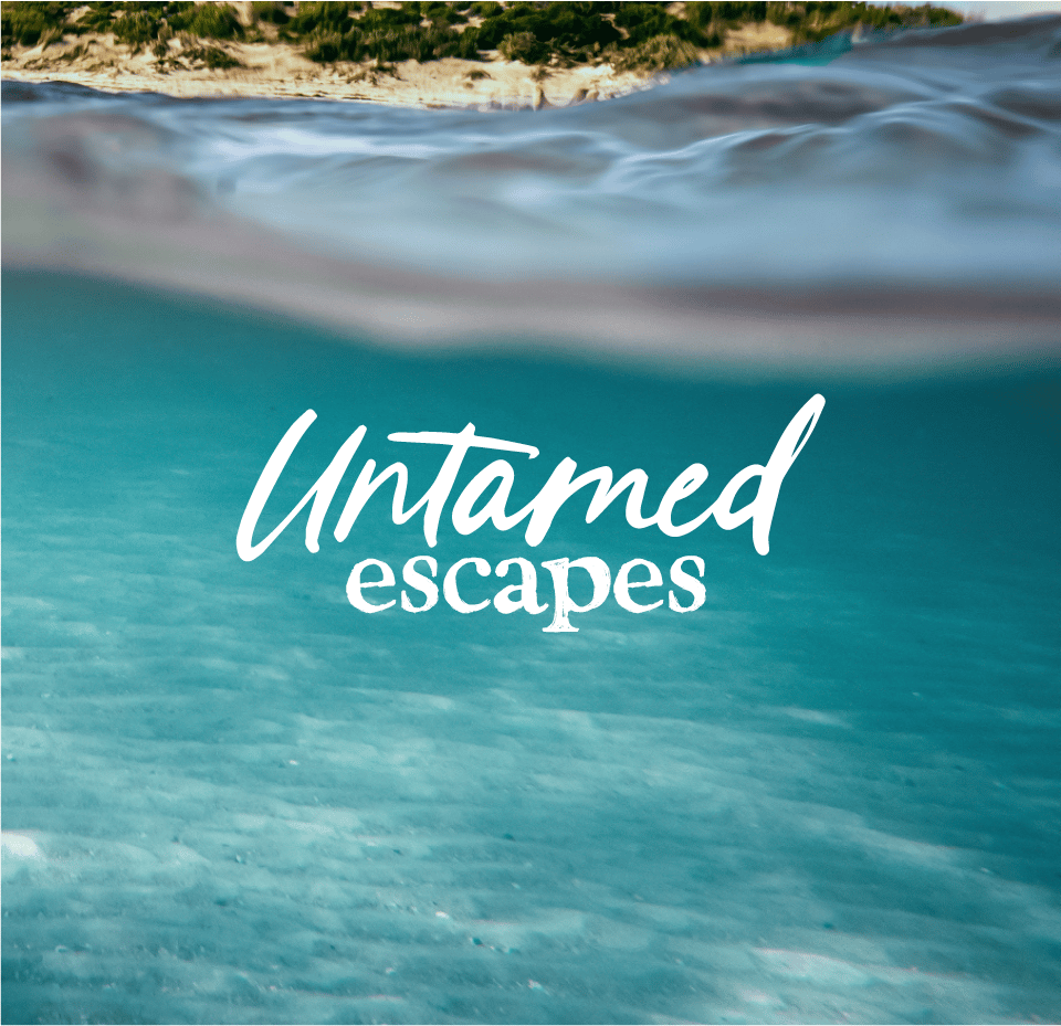 Stylized blue and pink image of a whiskey glass with the wordmark of Vèloce in pink all-caps letters above.